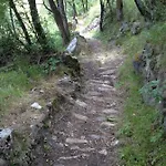 Arve Orman Evi